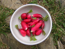 A bowl of radishes fresh from the garden